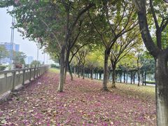 -飞来湖湿地公园