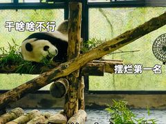 -上海野生动物园