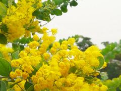 -海心沙亚运公园