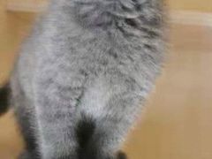 -乐琪宠物医院·犬猫专科·骨外科·急重症