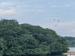-海珠湖公园