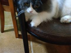 -李小姐の猫咖啡馆(五角场店)