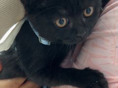 -中农国际动物医院24小时·猫科·骨科·急重症中心
