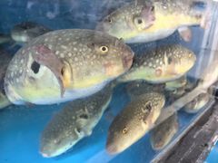 -莆鑫海鲜城(浏河店)