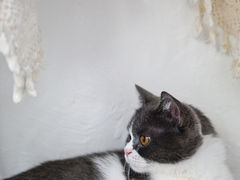 -猫友咖啡店(玉林西路店)