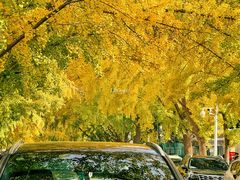 -三里屯东五街银杏大道