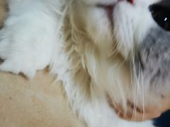 -猫大福·Fortune Cat猫舍(百子湾店)