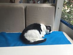 -Anne猫窝咖啡屋