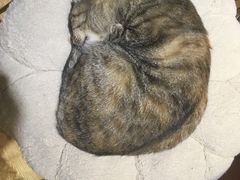 -万小咖.猫咖(中山路天虹店)