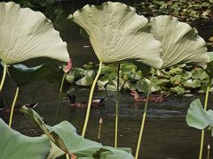 -洛阳市隋唐城遗址植物园