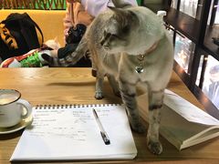 -李小姐の猫咖啡馆(五角场店)