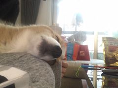 -翊宠yipet猫狗购宠庄园犬舍•猫舍