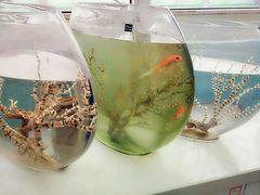 -龙大花卉苗木市场