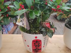 -荷兰花海