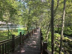-汤旺河林海奇石景区