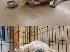 -美联众合动物医院(·中兽医·疑难杂症·严家桥分院)