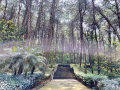 -铁山坪森林公园