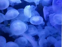 -泉城欧乐堡海洋极地世界