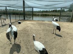 -盐城丹顶鹤湿地生态旅游区