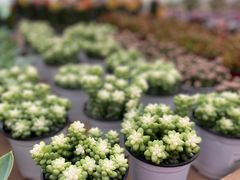 -荷兰花海