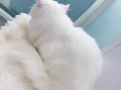 -爱洗澡的猫(望京店)