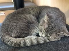 -喵园·猫主题咖啡厅·撸猫·猫咖(国贸店)