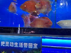 -万达广场(惠州大亚湾店)