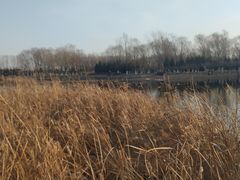 -永定河休闲森林公园