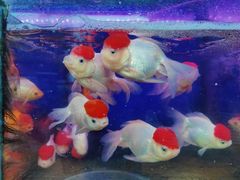 -曲阳花鸟市场(曲阳路店)