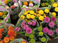 -金科花卉市场