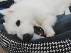 -翊宠yipet猫狗购宠庄园犬舍•猫舍