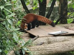 -都江堰中华大熊猫苑