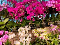 -双季花艺园艺市场(浦东店)