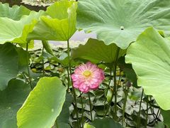 -陈家山荷花公园