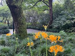 -杭州植物园
