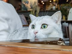 -咖法森林·咖啡  酒吧(天河店)