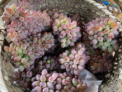 -马陆小张葡萄园农家乐