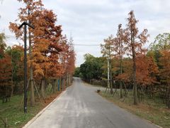 -广富林郊野公园