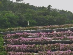 -深圳仙湖植物园