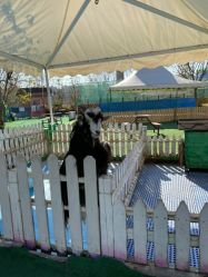 -萌宠亲子动物乐园(槐房万达店)