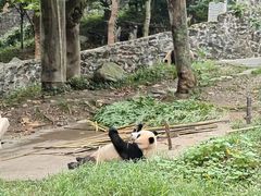 -都江堰中华大熊猫苑