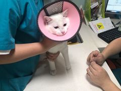 -瑞派旺宝宠物医院·犬猫全科综合·尿道专科(莲兴院)