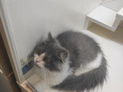 -70cat德文卷毛猫·缅因猫纯种猫舍