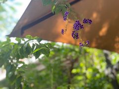 -缘生态云南菜·野生菌庭院餐厅(华侨城店)