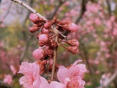 -国家植物园