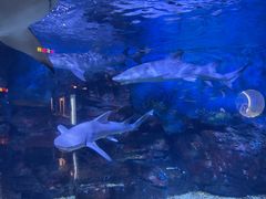 -烟台海昌鲸鲨海洋公园