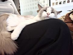 -有喵·猫咖·狗咖·30几只猫10只小狗(岗厦店)