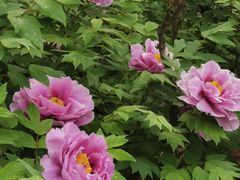 -洛阳市隋唐城遗址植物园