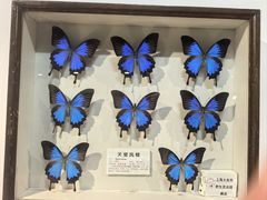 -上海大自然野生昆虫馆(东方明珠·爬宠昆虫探索中心)
