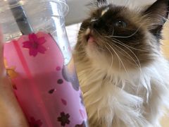 -藏猫猫咖啡主题馆(中央大道店)